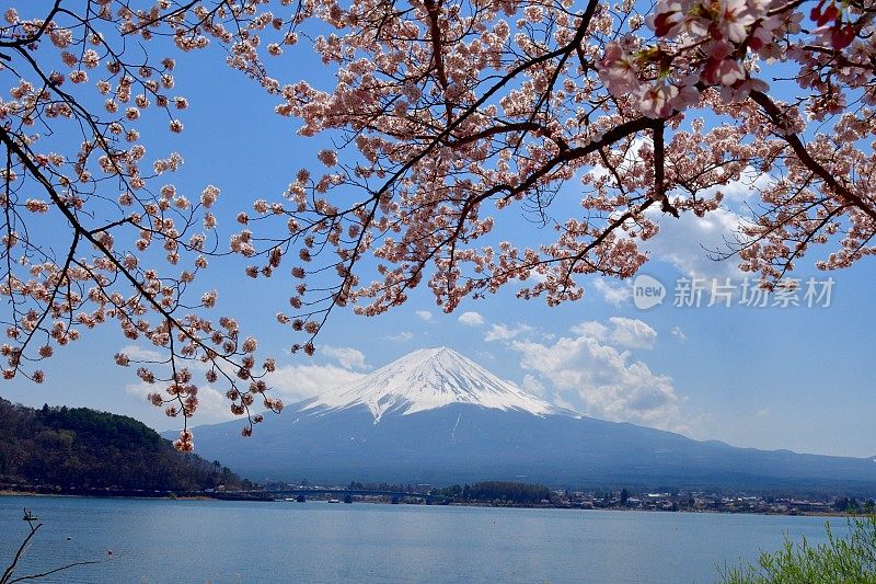 从川口湖岸边看富士山和樱花