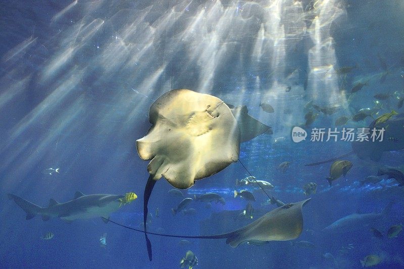 巨型水族馆里的蝠鲼