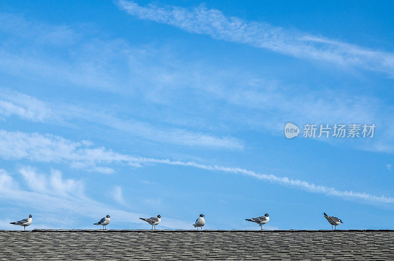 6只海鸥在屋顶排成一行