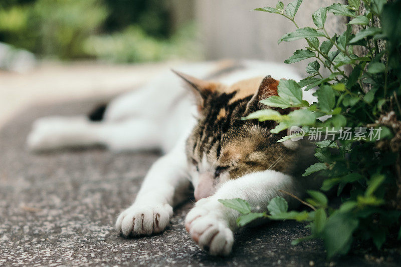 一只猫用可爱的姿势熟睡的图像