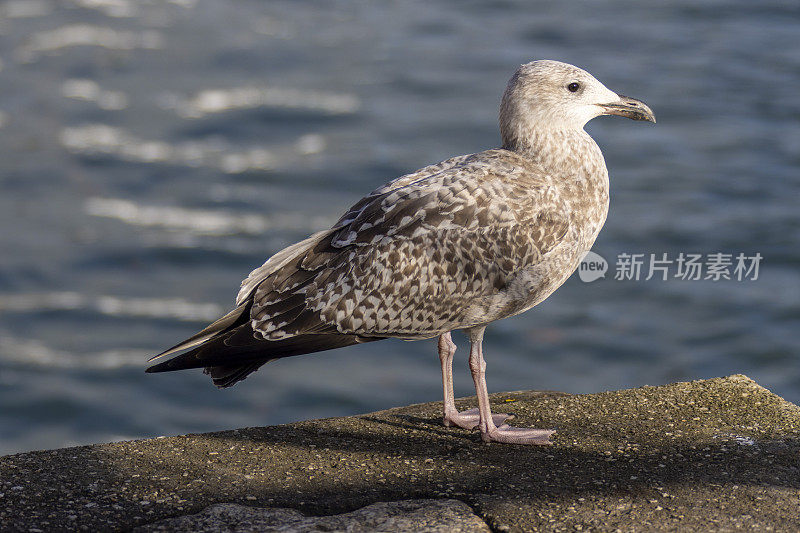 码头上的海鸥