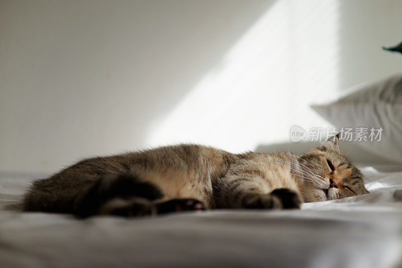 可爱的虎斑猫睡在阳光下的白色床上。
