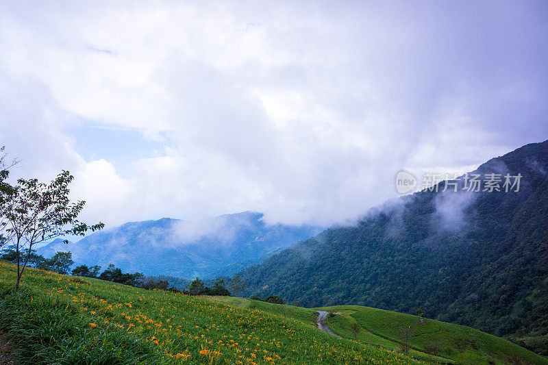 台湾，台东台马里的王友谷，山间谷间满是金针花。