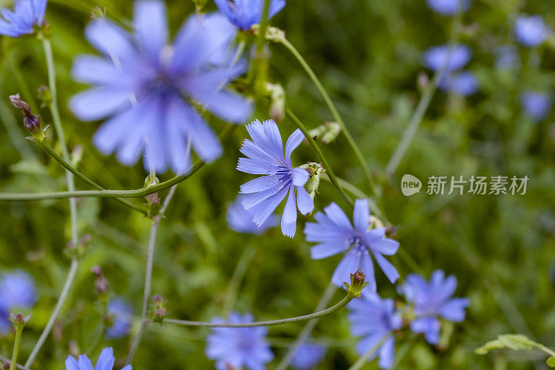 夏日草地上的菊苣花。