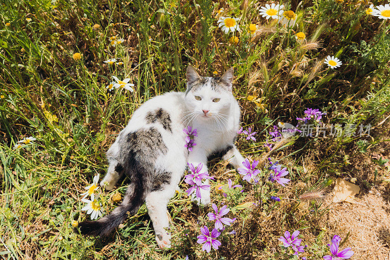 可爱的黄眼睛猫放松在绿色的开花花园