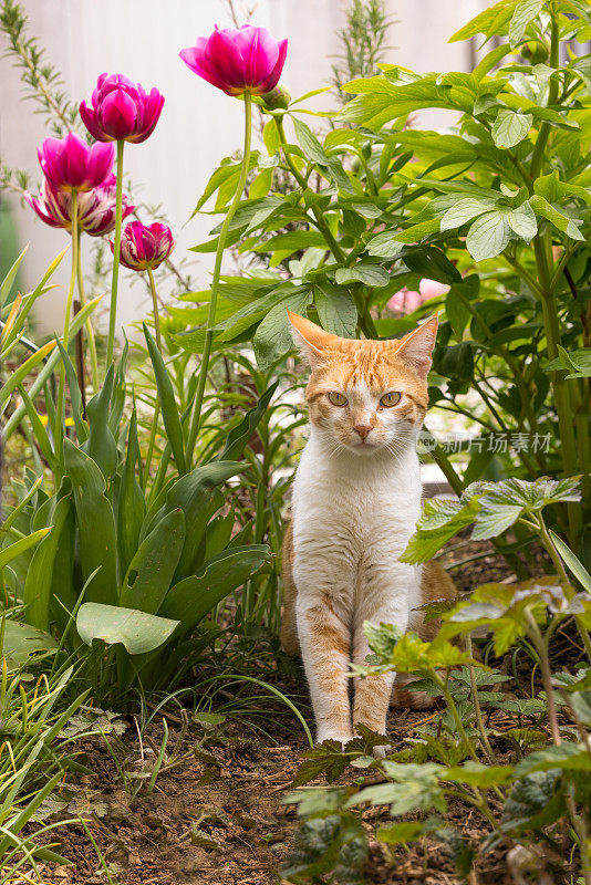 花坛里的猫