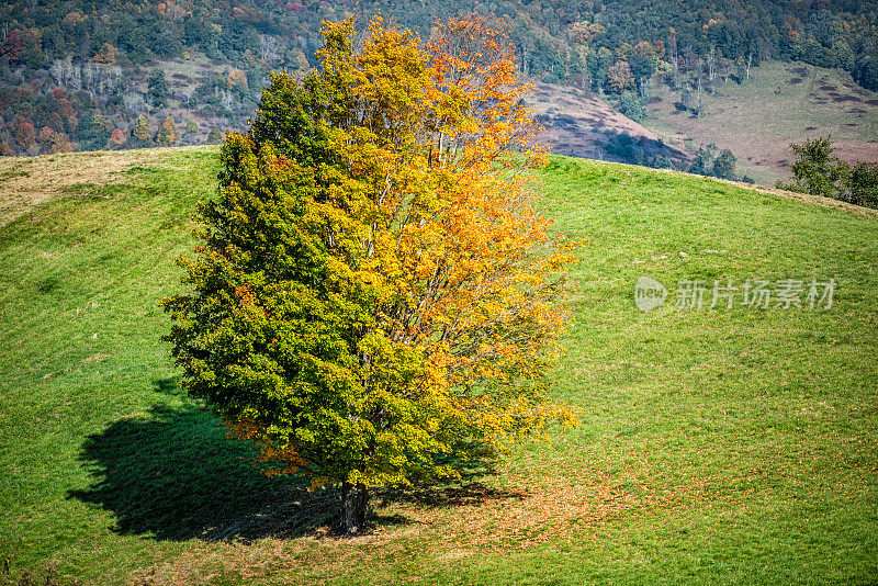 秋天橙黄色的单一枫树在农场在起伏的山丘景观在蒙特雷和蓝草，高地县，弗吉尼亚州