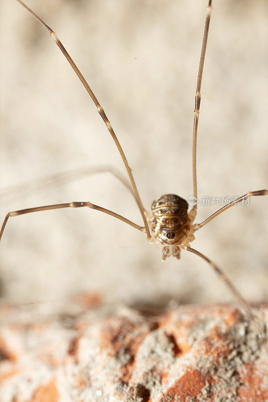 大长腿蜘蛛的微距镜头