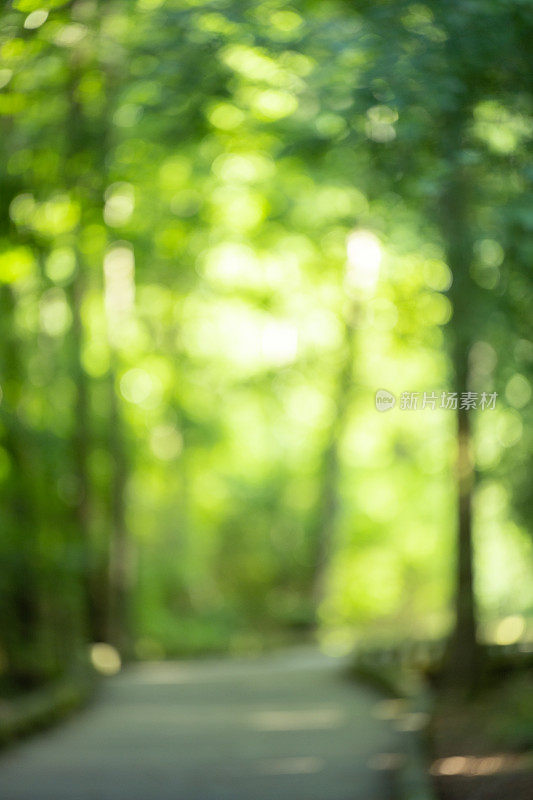 在夏天的一个晚上，南部国家湿地的散焦图像