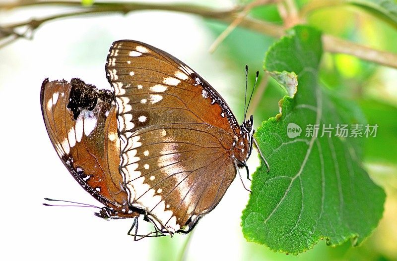 交配蝴蝶的分支动物行为。