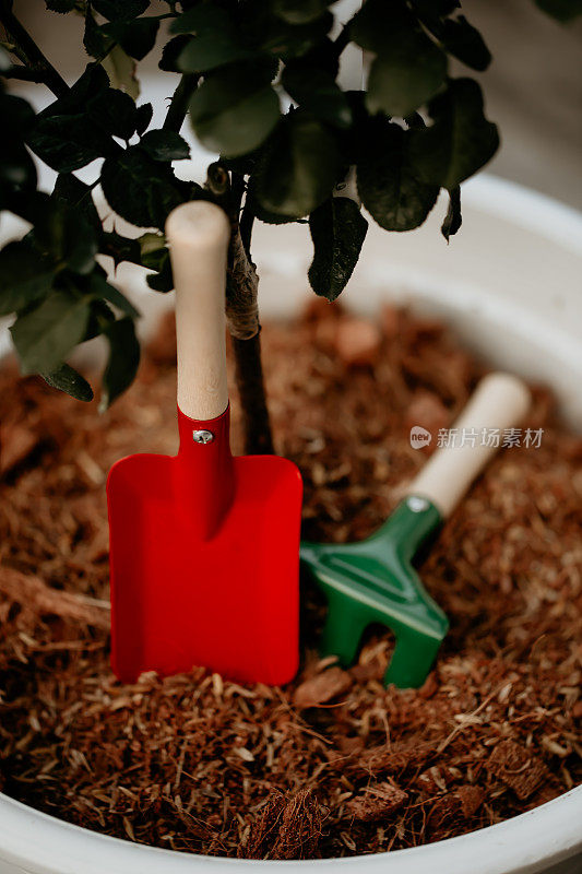 红色和绿色的园艺工具放在白色的花盆里。