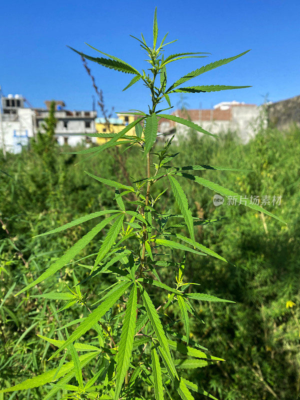 野生大麻植物的形象，大麻药物生长在荒地路边，野生印度大麻植物生长作为杂草，重点放在前景