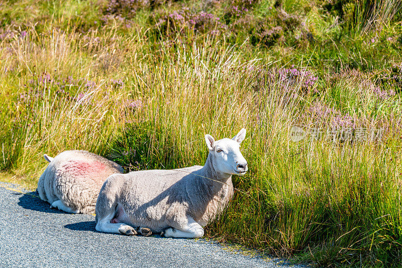 爱尔兰威克洛山脉路上的羊