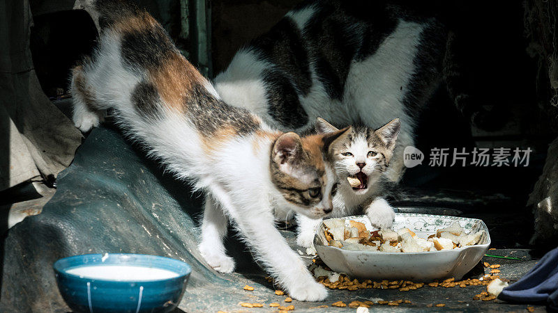 两只小猫在吃一顿美味的饭