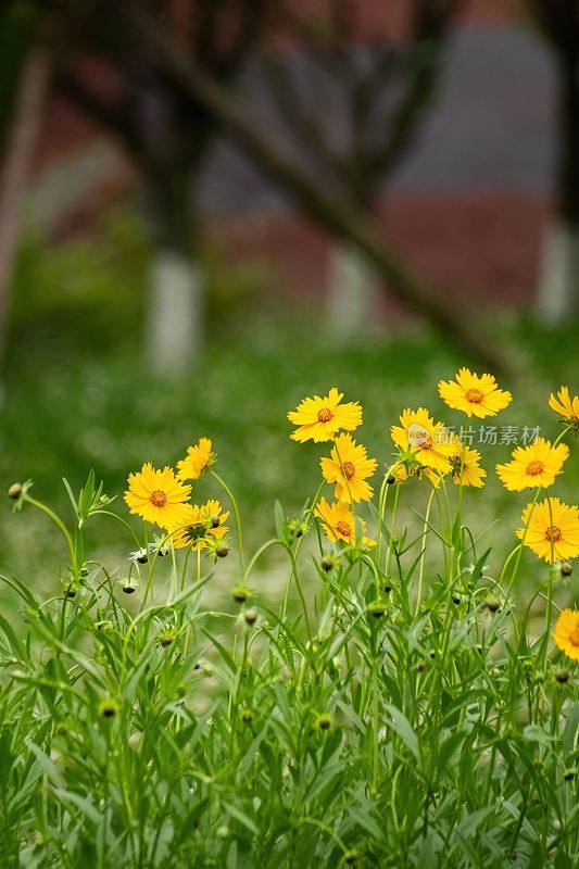 在一个阳光明媚的日子里，中国四川，青龙湖公园里盛开的黄色金冠菊垂直照片