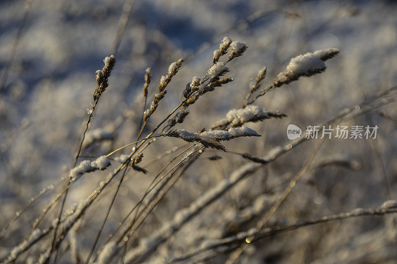 鸡脚草与雪