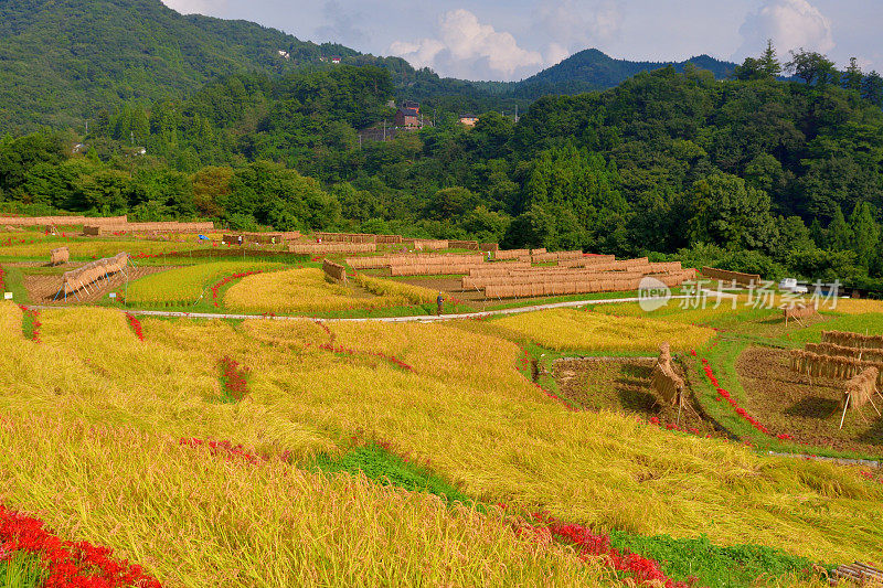 秋日的寺坂梯田，位于琦玉县秩父县