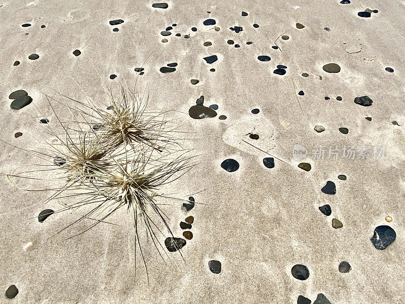 沙子上有鹅卵石的风滚草