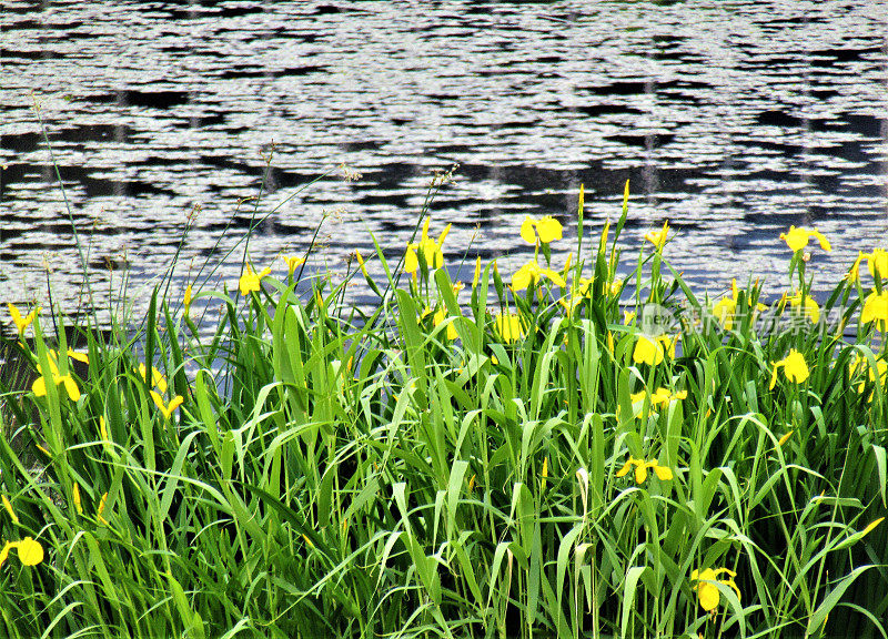 日本。五月池塘边的野花。的印象。