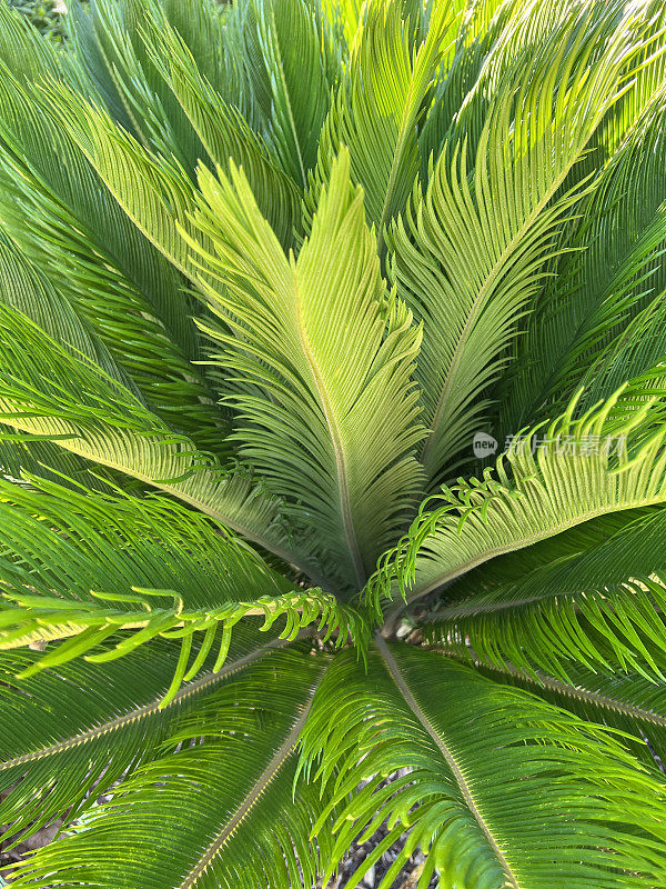 苏铁属植物植物