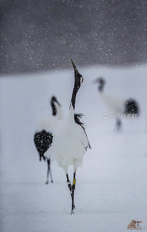 垂直拍摄的冬季野外丹顶鹤