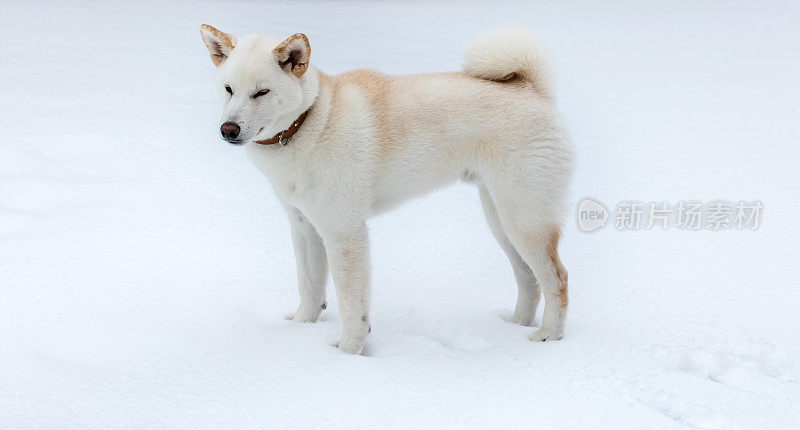 雪中的柴犬