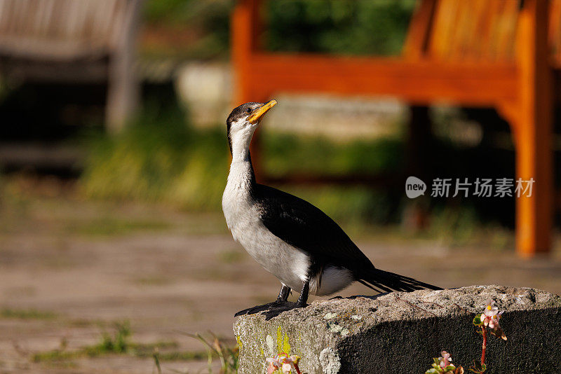 小黑斑鸬鹚，在早晨的阳光下休息