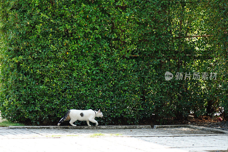 猫在花园里散步