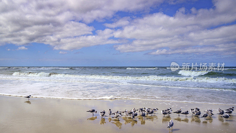 二月，笑鸥海鸟在退潮时成群结队地在海滩上迁徙，在北佛罗里达州杰克逊维尔的JAX钓鱼码头附近，戏剧性的云景和白色的海浪