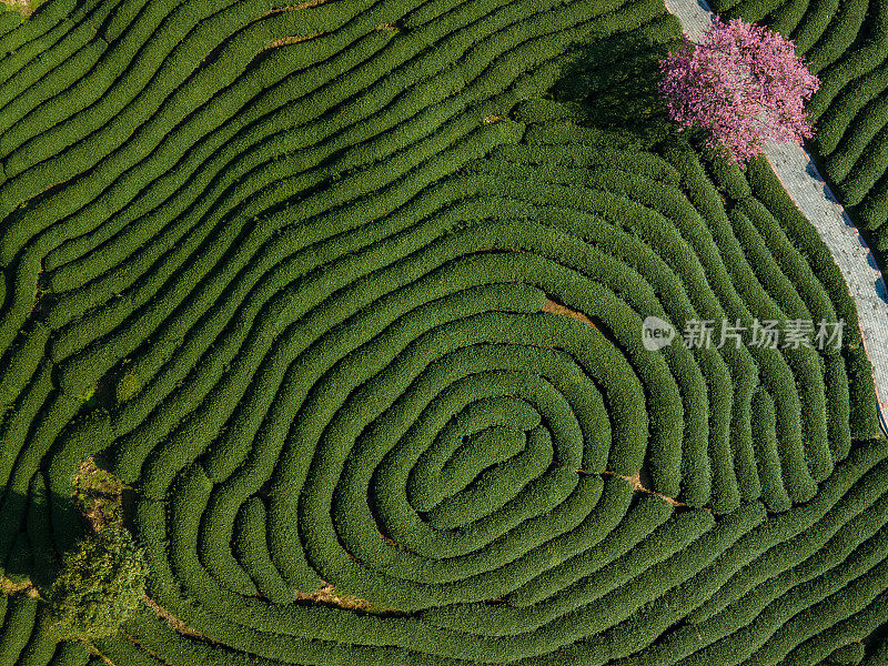 樱桃有机茶山鸟瞰图