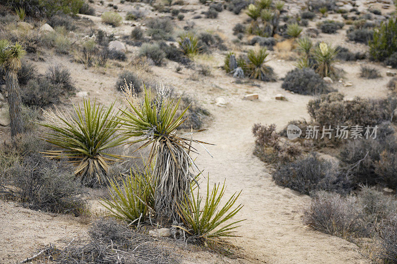 加州国家公园莫哈韦沙漠景观中的沙路