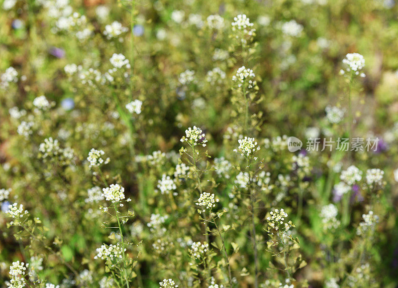 大量的荠菜(荠菜)花