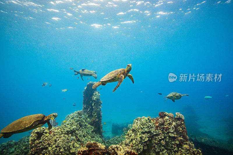 在清澈的蓝色海洋中，绿海龟在珊瑚覆盖的残骸上游泳