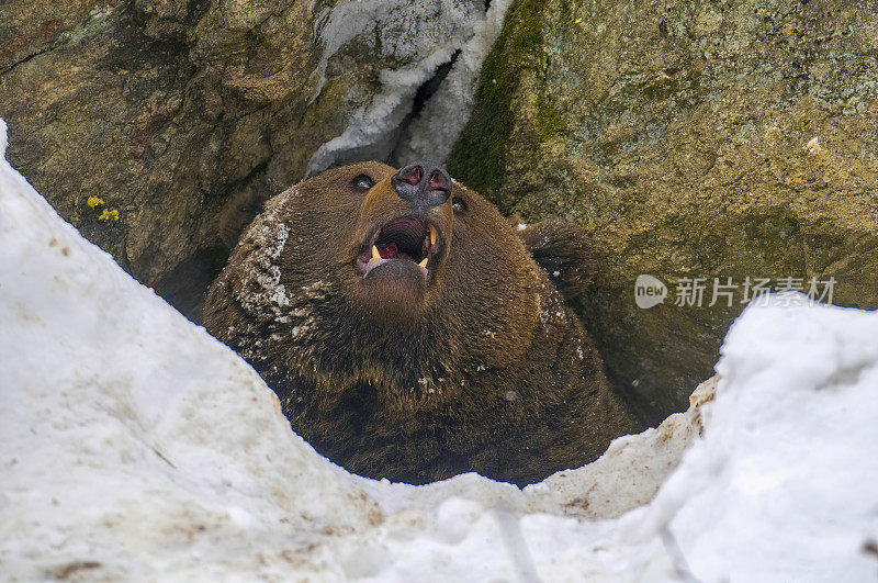 一只棕熊在洞穴里，周围是雪