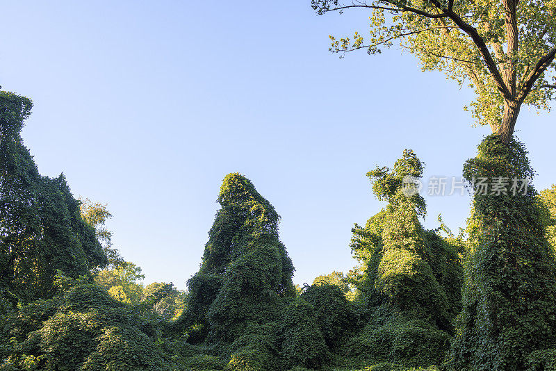 入侵植物-瓷莓，覆盖树木和灌木在Kissena公园，皇后区，纽约。