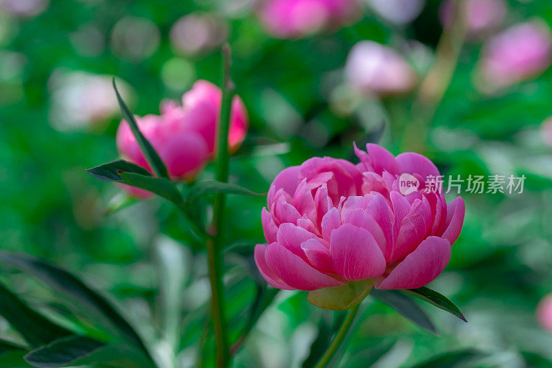 日本花园里盛开的牡丹花