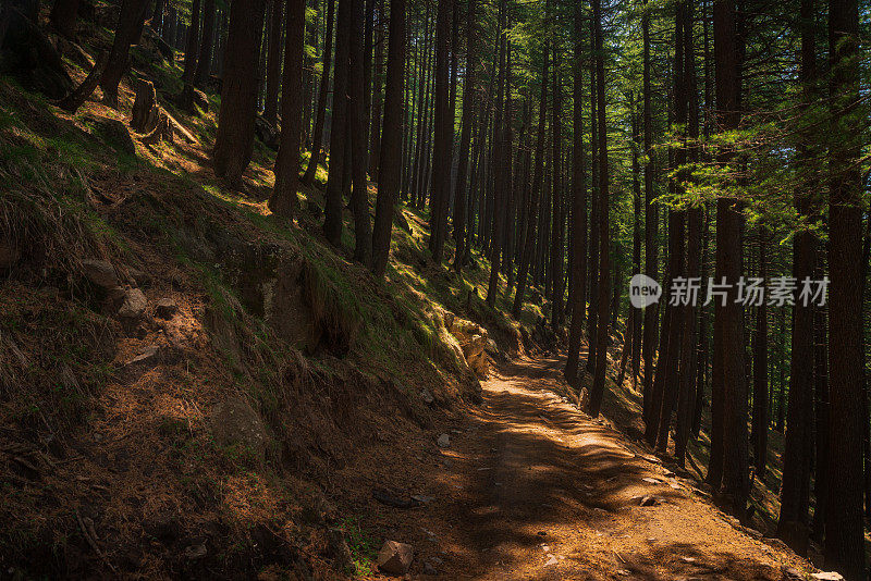 郁郁葱葱的绿色热带森林树木图案，在喜马偕尔邦的库鲁-马纳利