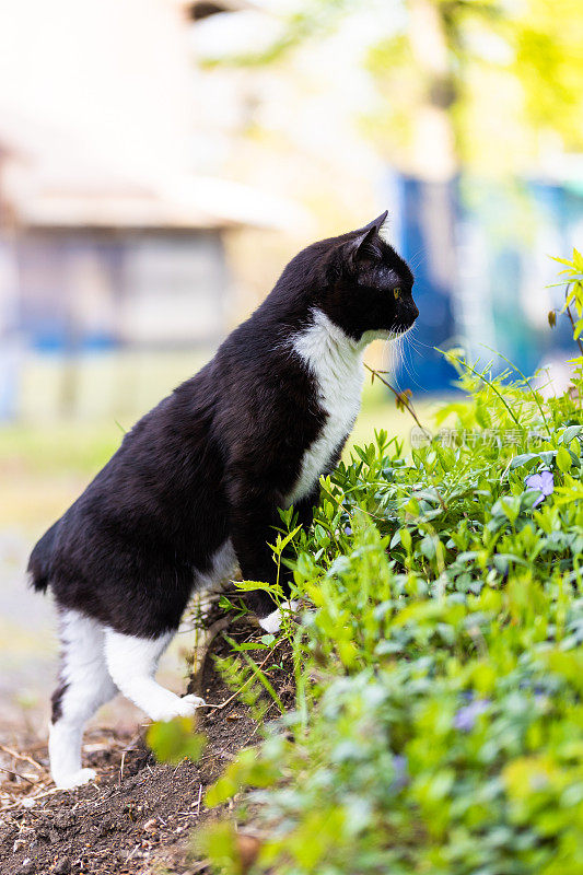 一只猫在户外自由地游荡