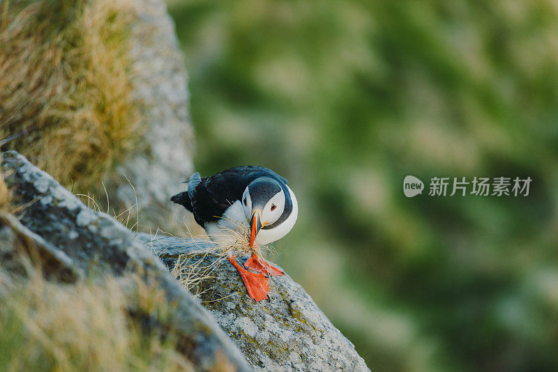 挪威日落时悬崖上的大西洋海雀