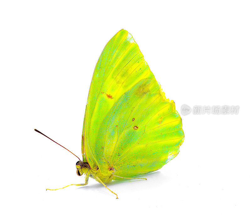 菲比斯-无云的硫磺-是蝴蝶科的一种中等大小的蝴蝶，石灰绿色和黄色的侧面正面轮廓视图在白色背景上孤立