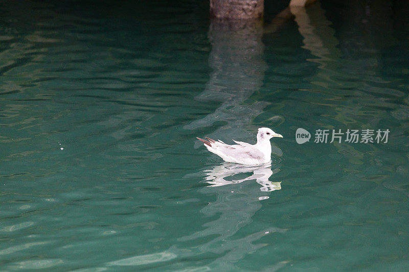 海鸥漂浮在海面上