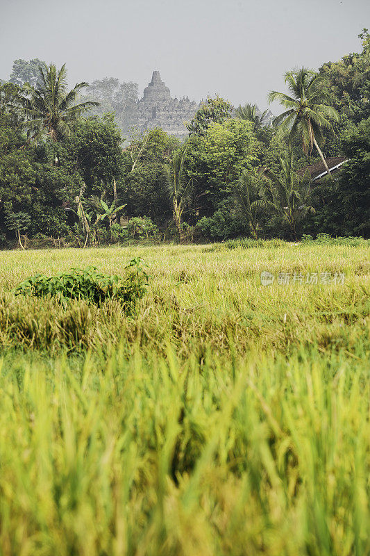 图像婆罗浮屠寺与稻田在前景