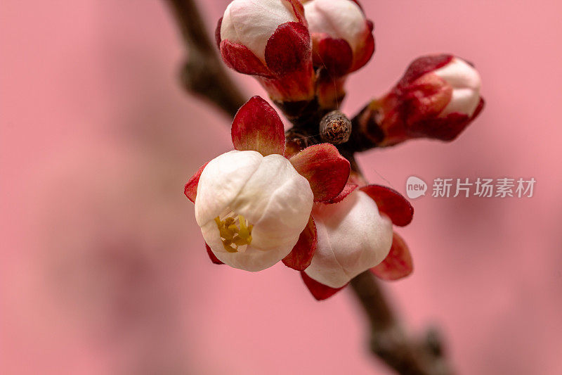 杏花的照片，花朵绽放，生长在粉红色的背景。盛开的亚美尼亚李花。