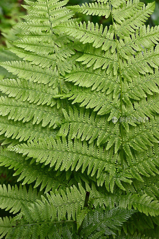 蕨类植物，垂直