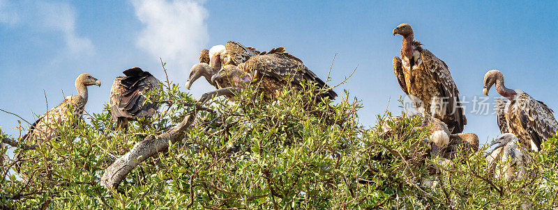 白背秃鹫栖息在野生动物的树上。