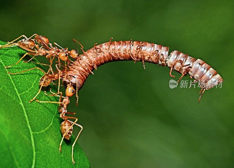 蚂蚁把千足虫拖回巢——动物行为。