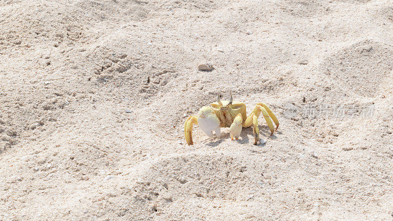 沙特阿拉伯延布，白色沙滩上的一只螃蟹