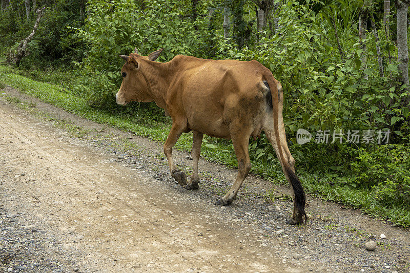 牛在村里-股票照片