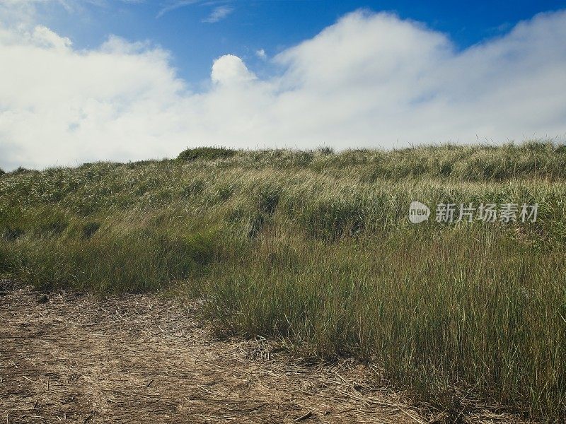 海滩草覆盖了威尔弗利特附近科德角海湾一侧的沙丘