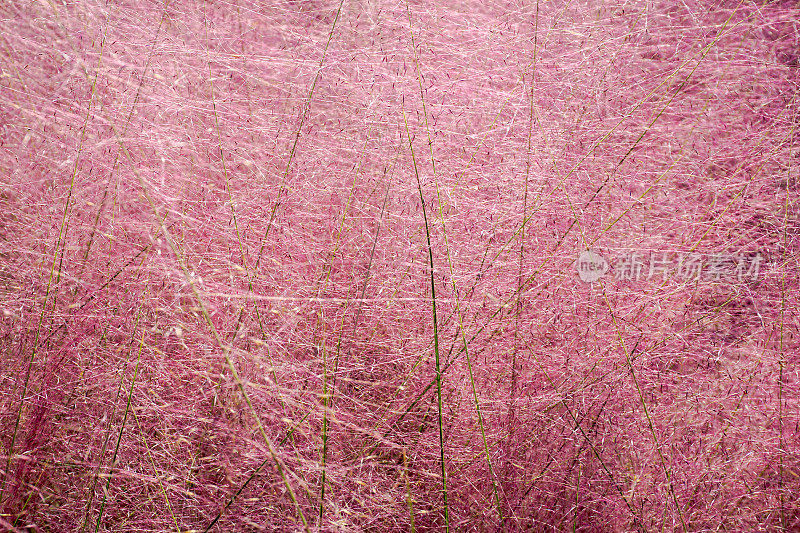 粉紫色长草观赏植物。